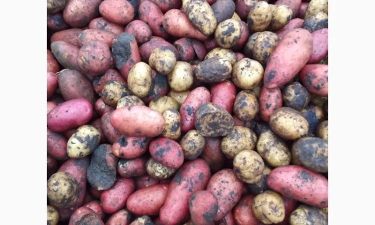 Картопля на переробку - фото № 1