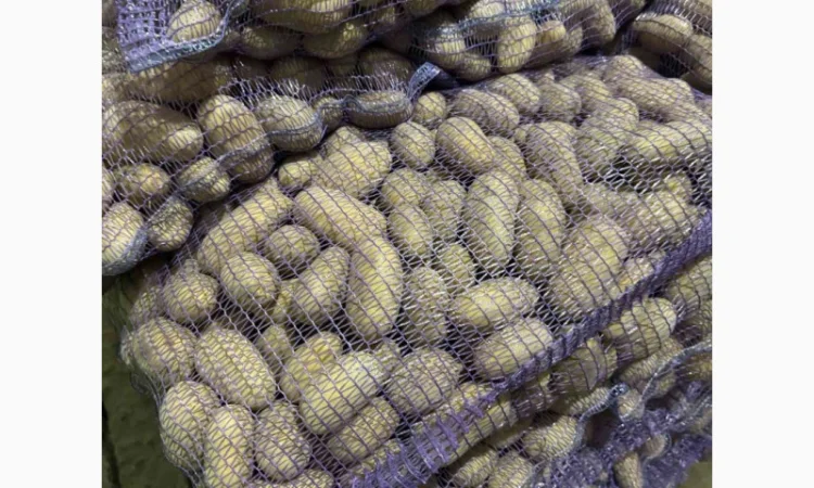 Продаж картоплі сорт Гранада - фото № 1