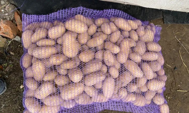 Продается картофель сорта Гранада - фото № 11