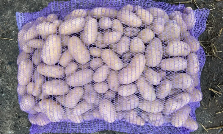 Продаж картоплі сорт Гранада - фото № 13