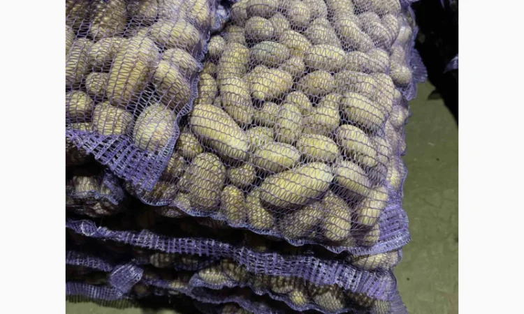 Продаж картоплі сорт Гранада - фото № 2