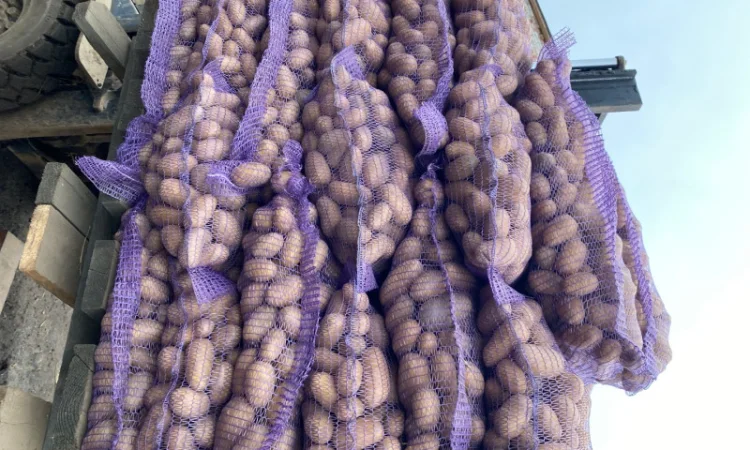 Продаж картоплі сорт Гранада - фото № 4