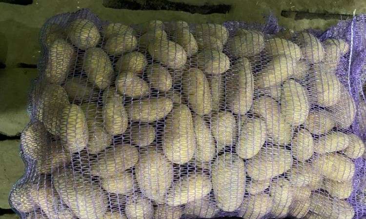 Продаж картоплі сорт Гранада - фото № 6