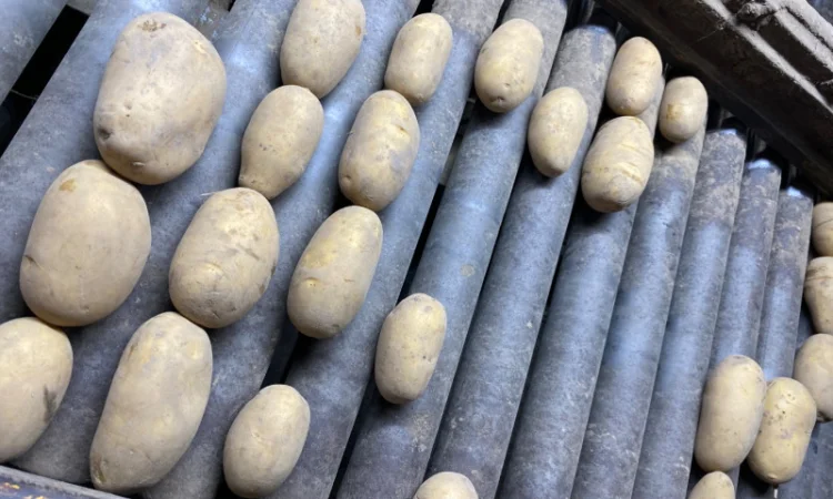 Продаж картоплі сорт Гранада - фото № 7