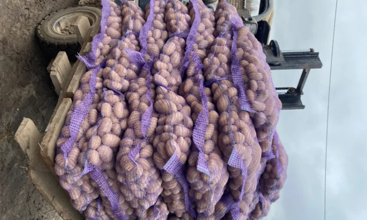 Продаж картоплі сорт Гранада - фото № 8