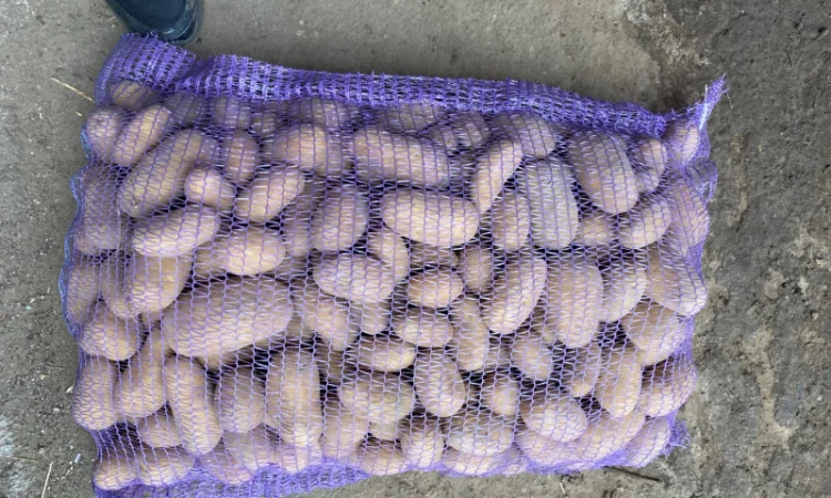 Продаж картоплі сорт Гранада - фото № 9