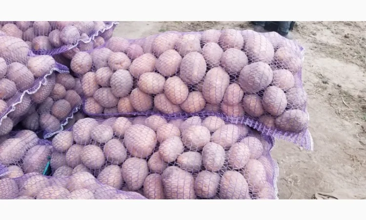 Продажа картофеля Бела роса - фото № 1