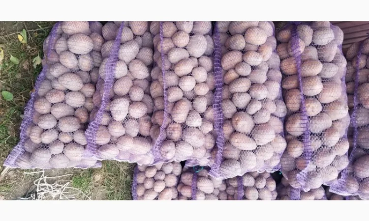 Продажа картофеля Бела роса - фото № 2