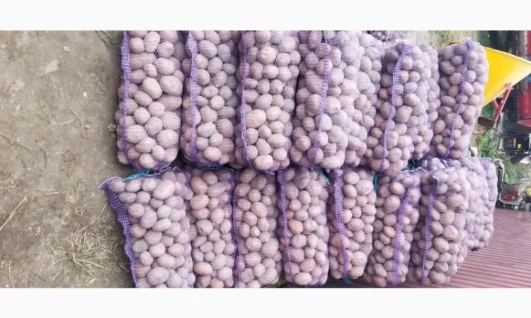 Продажа картофеля Бела роса - фото № 3