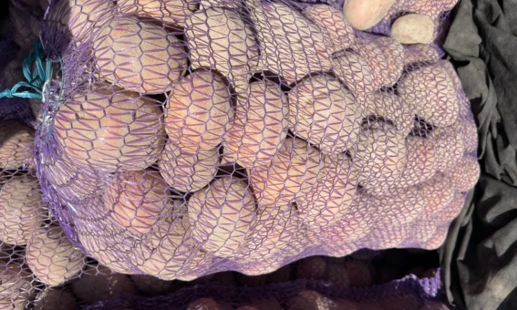 Продажа картофеля Бела роса - фото № 4