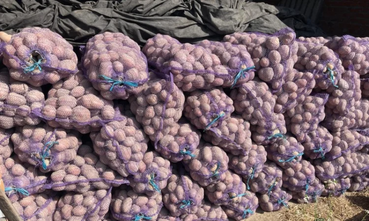 Продажа картофеля Бела роса - фото № 5