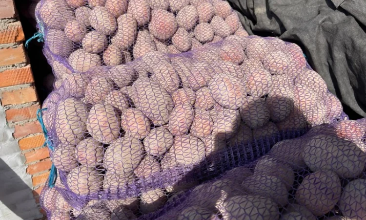 Продажа картофеля Бела роса - фото № 6