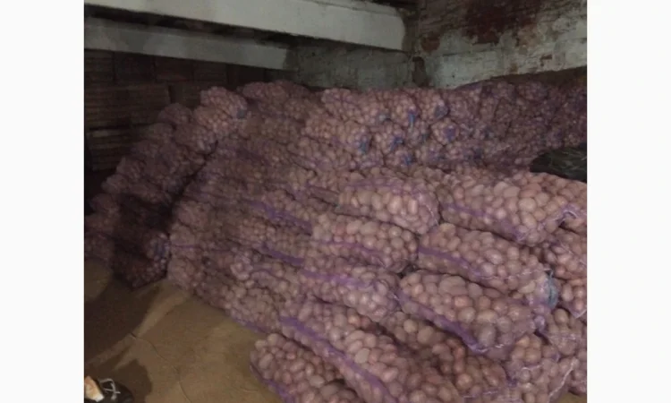 Продаж товарної картоплі сортів Білароза та Фотинія - фото № 1