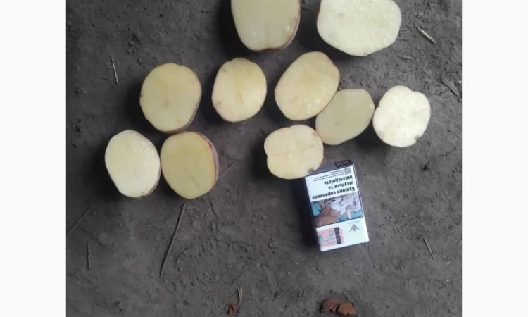 Продаж товарної картоплі сортів Білароза та Фотинія - фото № 2