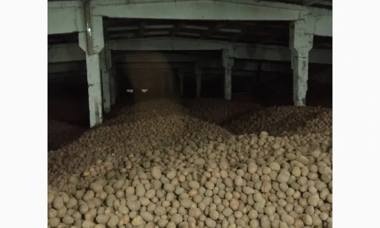 Продаж товарної картоплі сортів Білароза та Фотинія - фото № 3