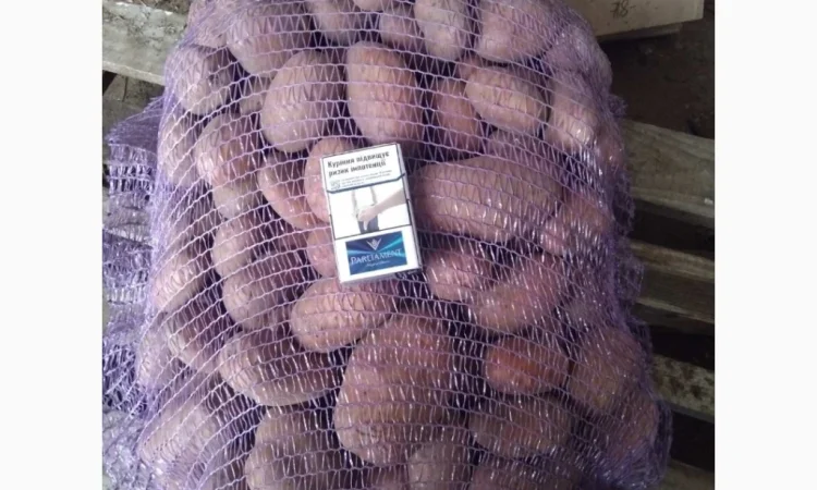 Продаж товарної картоплі сортів Білароза та Фотинія - фото № 4