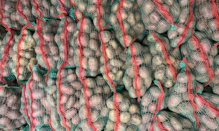 Продаж товарної картоплі оптом - фото № 2