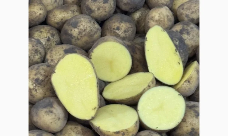 Картопля Гала на посадку - фото № 1