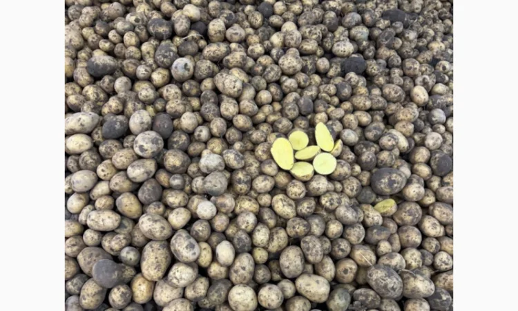 Картопля Гала на посадку - фото № 2