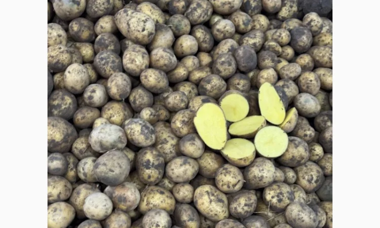 Картопля Гала на посадку - фото № 3