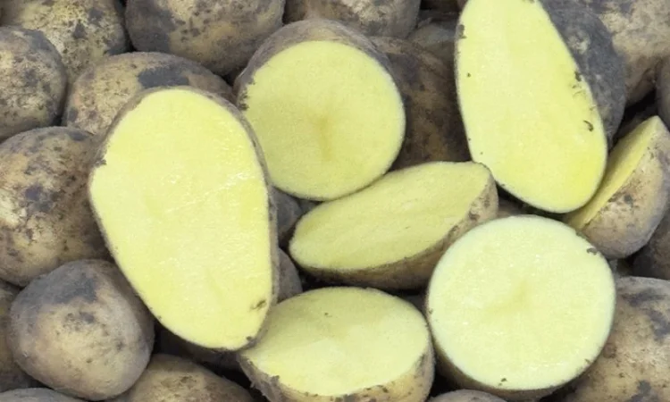 Картопля Гала на посадку - фото № 4