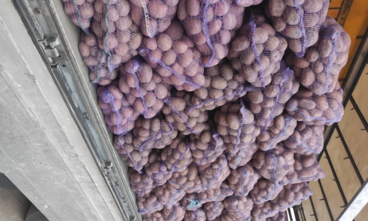 Продаж товарної картоплі Бела роса, Слов'янка, Санте - фото № 1