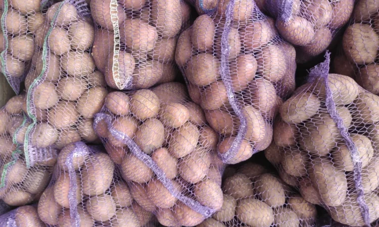 Продаж товарної картоплі Бела роса, Слов'янка, Санте - фото № 2