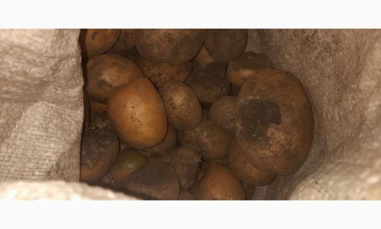 Дрібна картопля на продаж - фото № 2