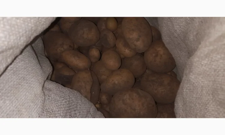 Дрібна картопля на продаж - фото № 4