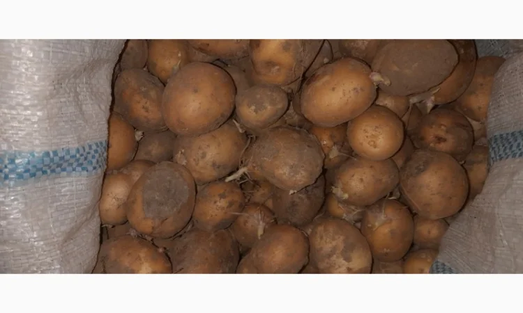 Дрібна картопля на продаж - фото № 6