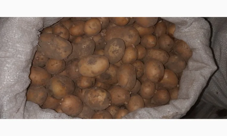 Дрібна картопля на продаж - фото № 7