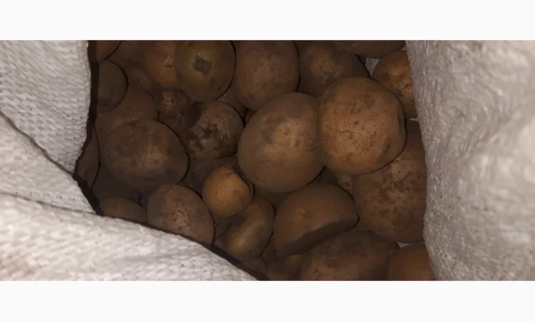 Дрібна картопля на продаж - фото № 1