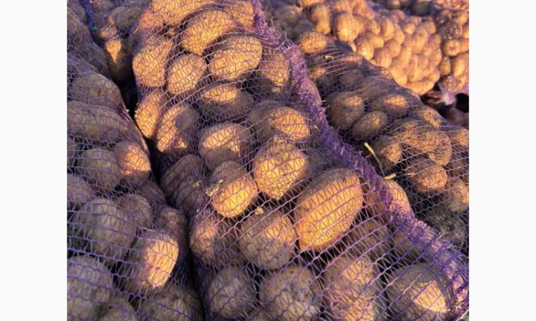 Картопля Мелоді в сітках 20 кг - фото № 1