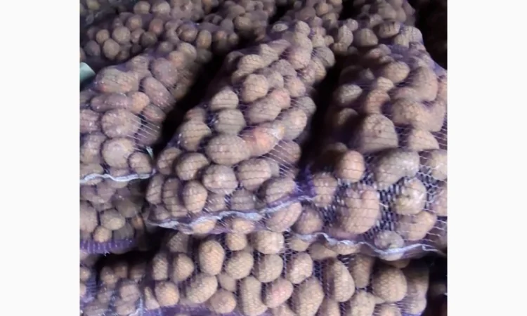 Продаж товарної картоплі - фото № 1