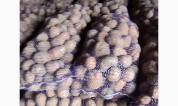 Продаж товарної картоплі - фото № 2