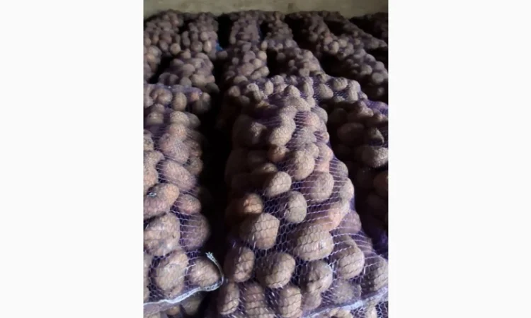 Продаж товарної картоплі - фото № 3