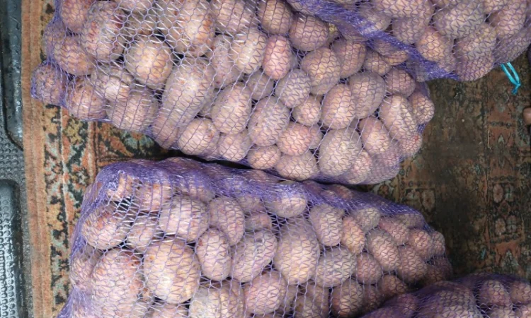 Продаж товарної картоплі Бела Роса та буряка Зеппо - фото № 1