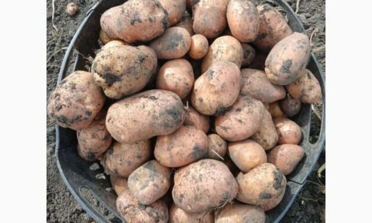 Продаж товарної картоплі Бела Роса та буряка Зеппо - фото № 9