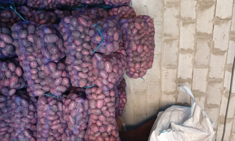 Продаж товарної картоплі Бела Роса та буряка Зеппо - фото № 3