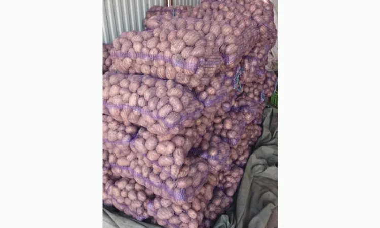 Продаж товарної картоплі Бела Роса та буряка Зеппо - фото № 4