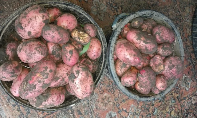 Продаж товарної картоплі Бела Роса та буряка Зеппо - фото № 5