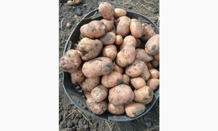 Продаж товарної картоплі Бела Роса та буряка Зеппо - фото № 6
