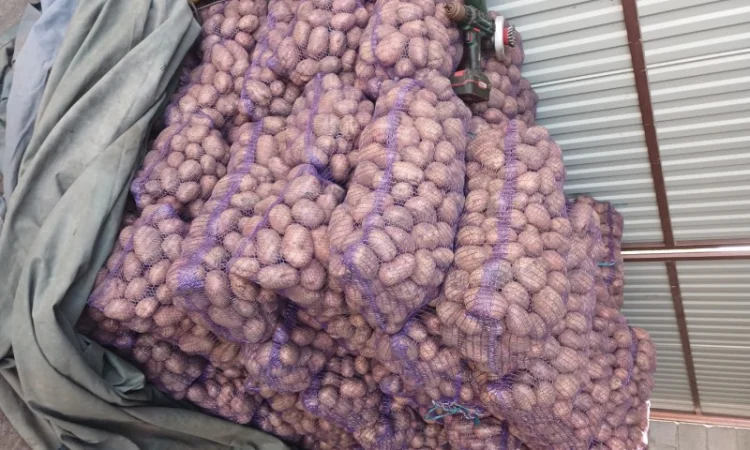 Продаж товарної картоплі Бела Роса та буряка Зеппо - фото № 8