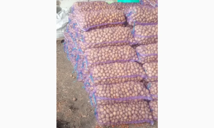 Продаю картоплю сорту Бела роса - фото № 1