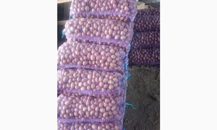 Продаю картоплю сорту Бела роса - фото № 2