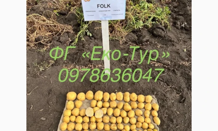 Продажа насіння картоплі сортів Беллароза і Берніна - фото № 3