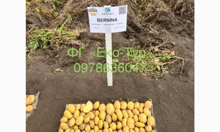 Продажа насіння картоплі сортів Беллароза і Берніна - фото № 4
