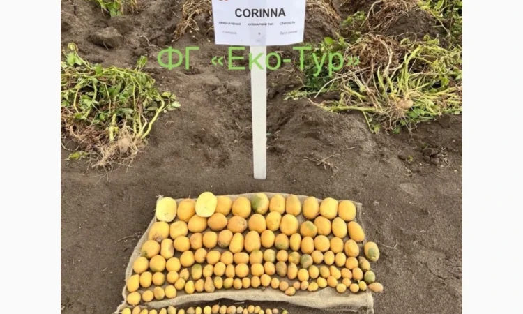 Продажа насіння картоплі сортів Беллароза і Берніна - фото № 5