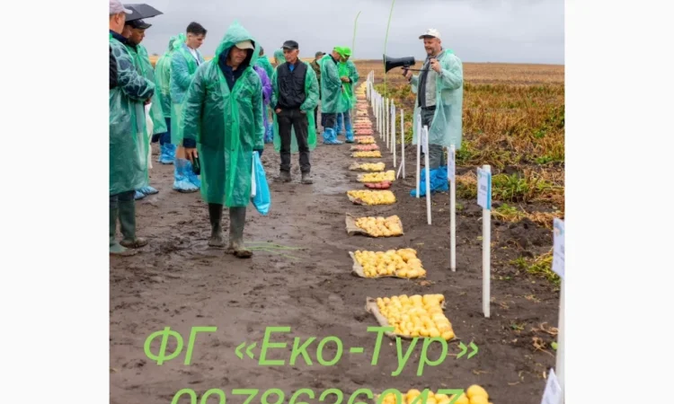 Продажа насіння картоплі сортів Беллароза і Берніна - фото № 6