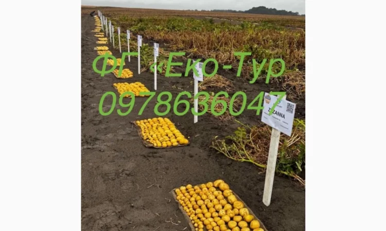 Продажа насіння картоплі сортів Беллароза і Берніна - фото № 1